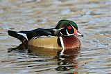 Wood Duck